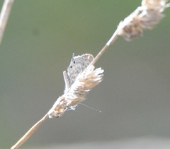 Leptotes pirithous