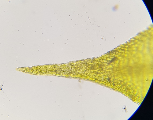 Image of Campyliadelphus chrysophyllus by (c) Helen Waterman, some rights reserved (CC BY)