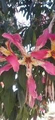 Ceiba speciosa