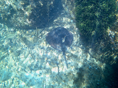 Trygonoptera imitata