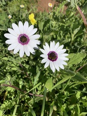 Dimorphotheca