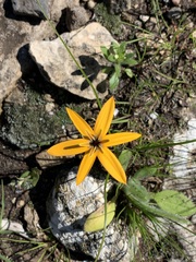 Pauridia linearis