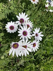 Dimorphotheca