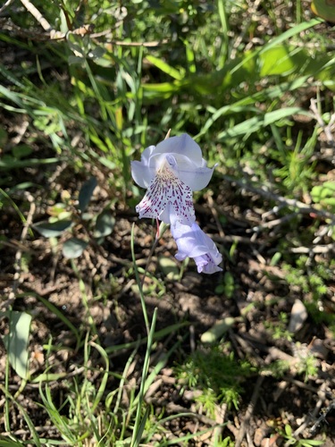Image of Gladiolus caeruleus by (c) Ryan Rattray, some rights reserved (CC BY)