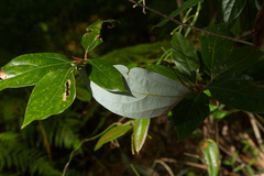 Neolitsea dealbata