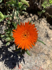 Ruschieae