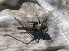 Pholidoptera aptera