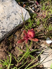 Hyobanche sanguinea