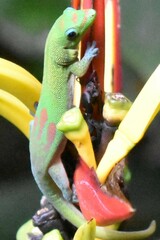Phelsuma laticauda