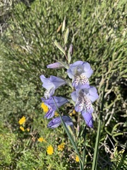 Gladiolus caeruleus