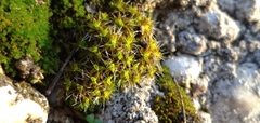 Syntrichia ruralis