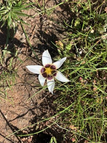 Romulea barkerae