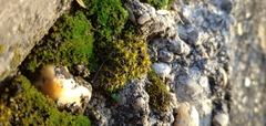 Syntrichia ruralis