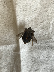 Pentatoma rufipes