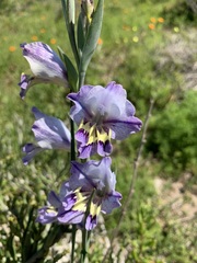 Gladiolus carinatus
