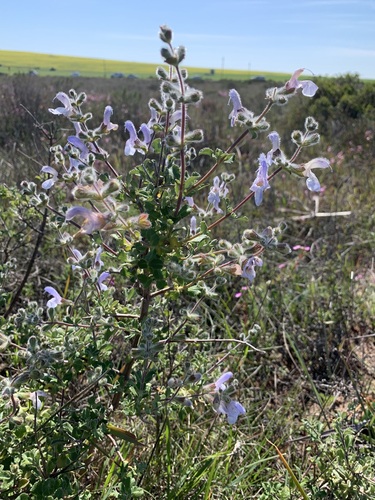 Salvia africana
