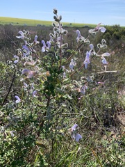 Salvia africana