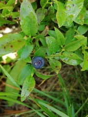 Vaccinium myrtillus