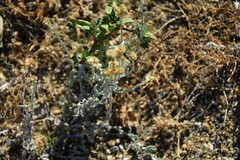 Helichrysum petiolare