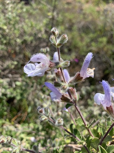 Salvia africana, photograph 1