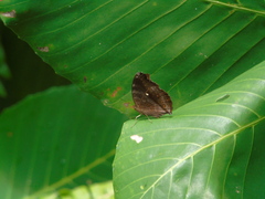 Junonia
