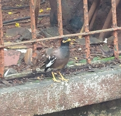 Acridotheres tristis