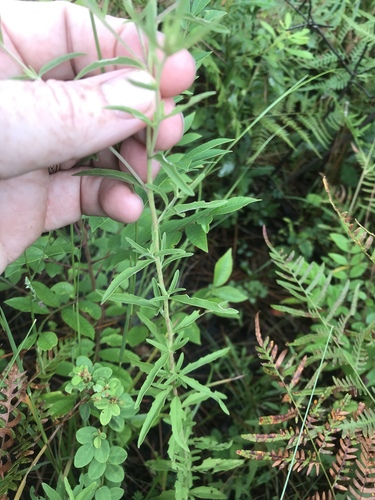Mohr's thoroughwort