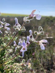 Salvia africana, photograph Ryan Rattray, CC BY, iNaturalist via GBIF