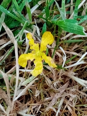 Ranunculus