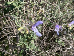Salvia africana, photograph Ryan Rattray, CC BY, iNaturalist via GBIF