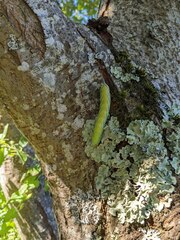 Smerinthus ocellata