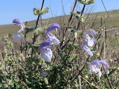 Salvia africana, photograph Ryan Rattray, CC BY, iNaturalist via GBIF