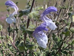 Salvia africana, photograph Ryan Rattray, CC BY, iNaturalist via GBIF