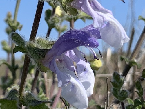 Salvia africana, photograph 6