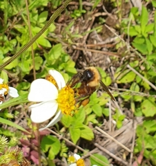 Bombus