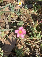 Oxalis purpurea