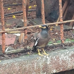 Acridotheres tristis