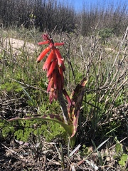 Lachenalia bulbifera