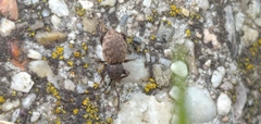 Otiorhynchus raucus