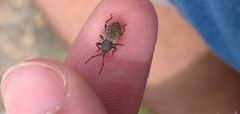 Otiorhynchus raucus