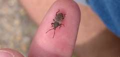 Otiorhynchus raucus