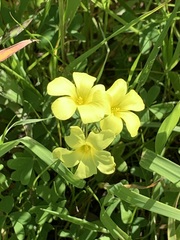 Oxalis pes-caprae