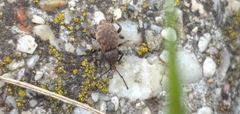 Otiorhynchus raucus