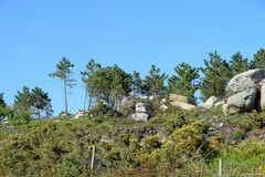 Ulex europaeus