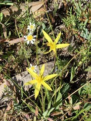 Pauridia serrata serrata