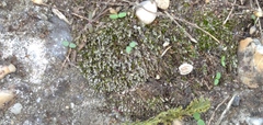 Bryum argenteum