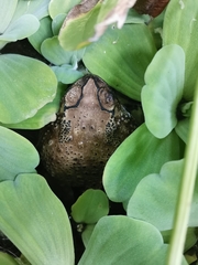 Duttaphrynus melanostictus