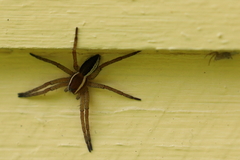Dolomedes fimbriatus
