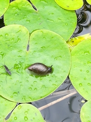 Succinea putris