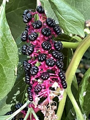 Phytolacca acinosa